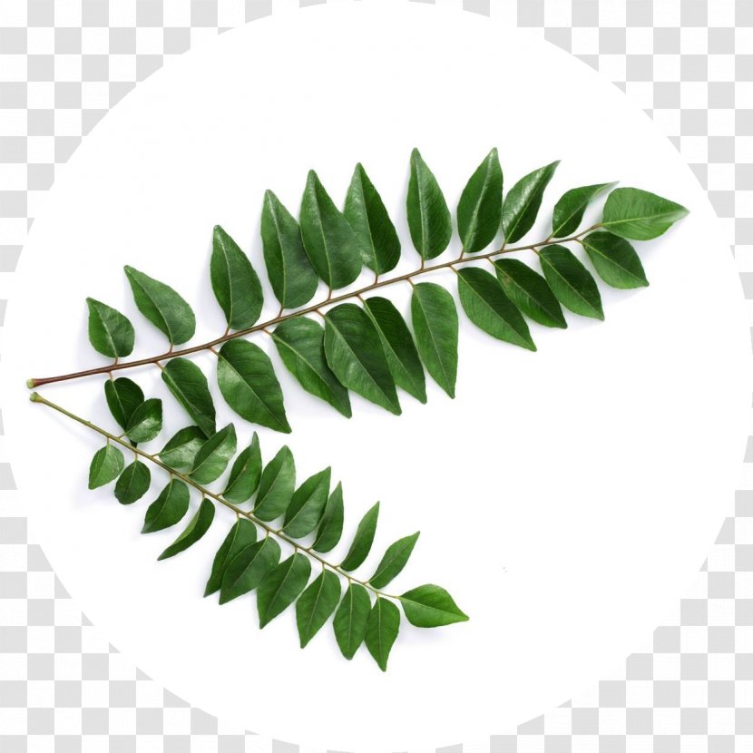 Curry Tree Sri Lankan Cuisine Tamil Indian - Branch - Leaf Transparent PNG