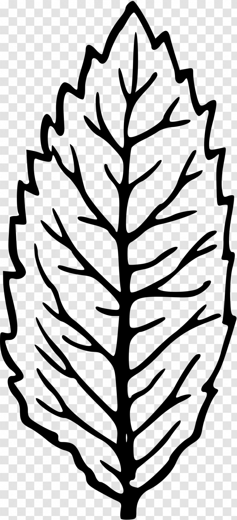 Leaf Plant Stem Clip Art - Woody Transparent PNG