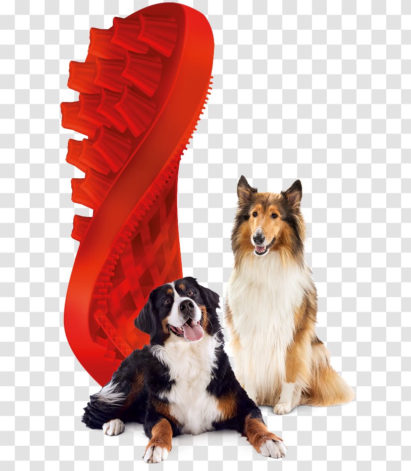 Dog Domestic Long-haired Cat Brush Pet - Puppy Transparent PNG
