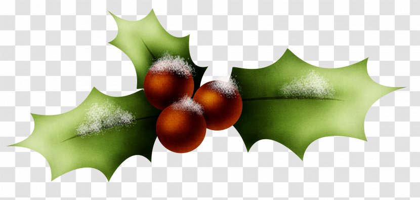 HOLLY - Flowering Plant - Photography Transparent PNG