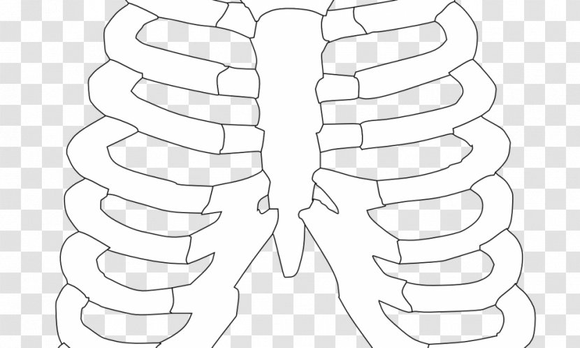 Rib Cage Human Skeleton Body Clip Art - Tree - Frame Transparent PNG