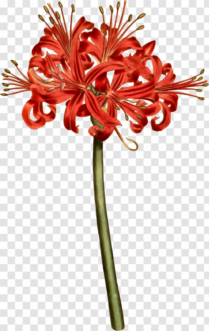 Red Spider Lily Botany Curtis S Botanical Magazine Illustration Tattoo Datura Metel Floral Design Transparent Png