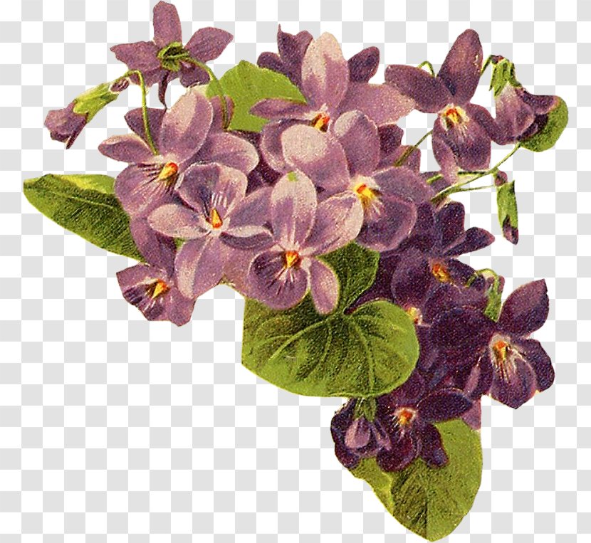 Violet Purple Bokmärke Lilac Clip Art - Plant - Stary Night Transparent PNG