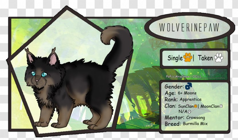 SunClan Whiskers Cat Drawing Cartoon - Frame Transparent PNG