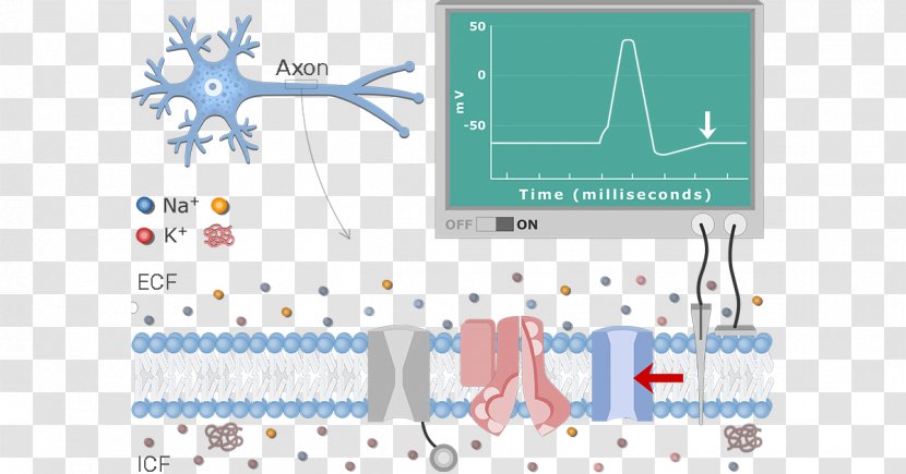 Diagram Neuron Resting Potential Action Membrane - Axon Hillock - Synapse Transparent PNG