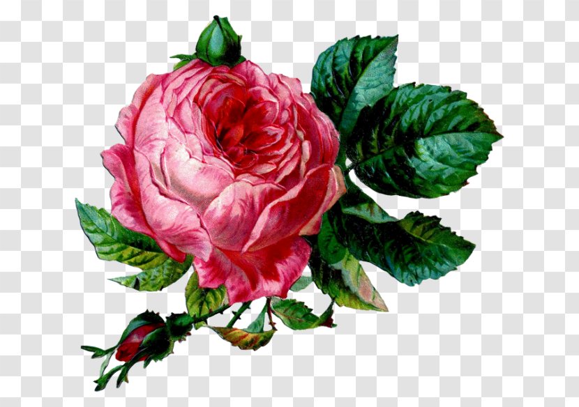 Flower Vintage Clothing Garden Roses Clip Art - Pink Transparent PNG