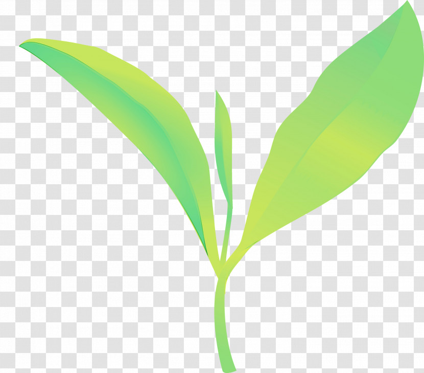 Leaf Lily Of The Valley Green Flower Plant Transparent PNG