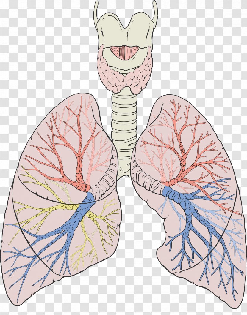 Lung Gas Exchange Anatomy Respiratory System Breathing - Frame - Lungs Transparent PNG