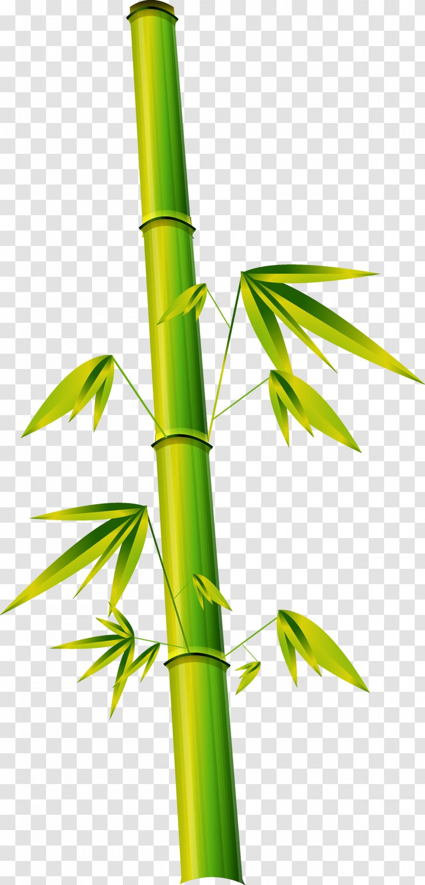 Bamboe Bamboo Phyllostachys Euclidean Vector - Green Transparent PNG