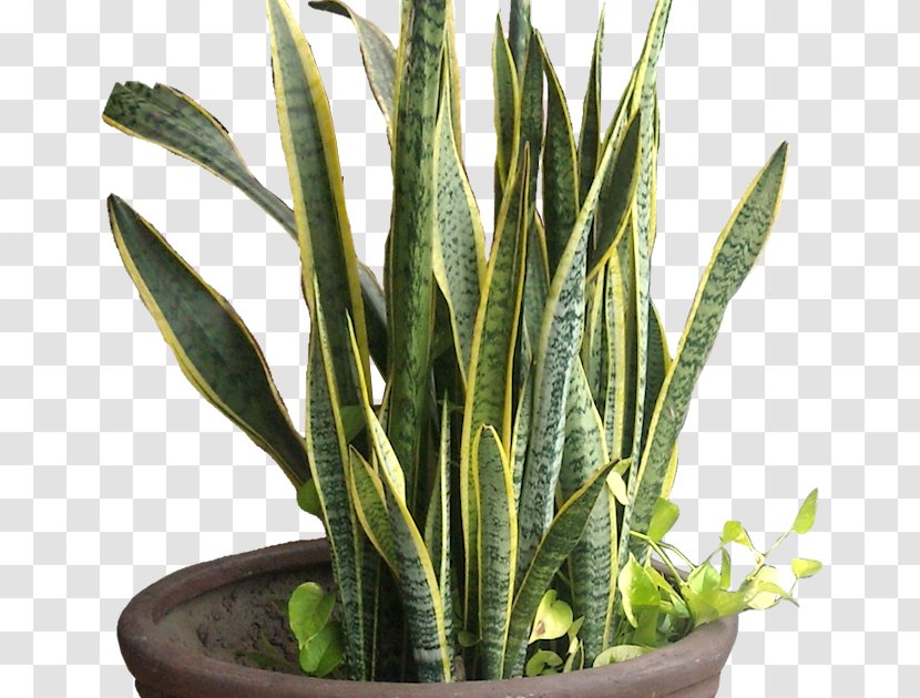 Viper's Bowstring Hemp Sansevieria Cylindrica Tropical Africa - Plant - Grass Family Transparent PNG