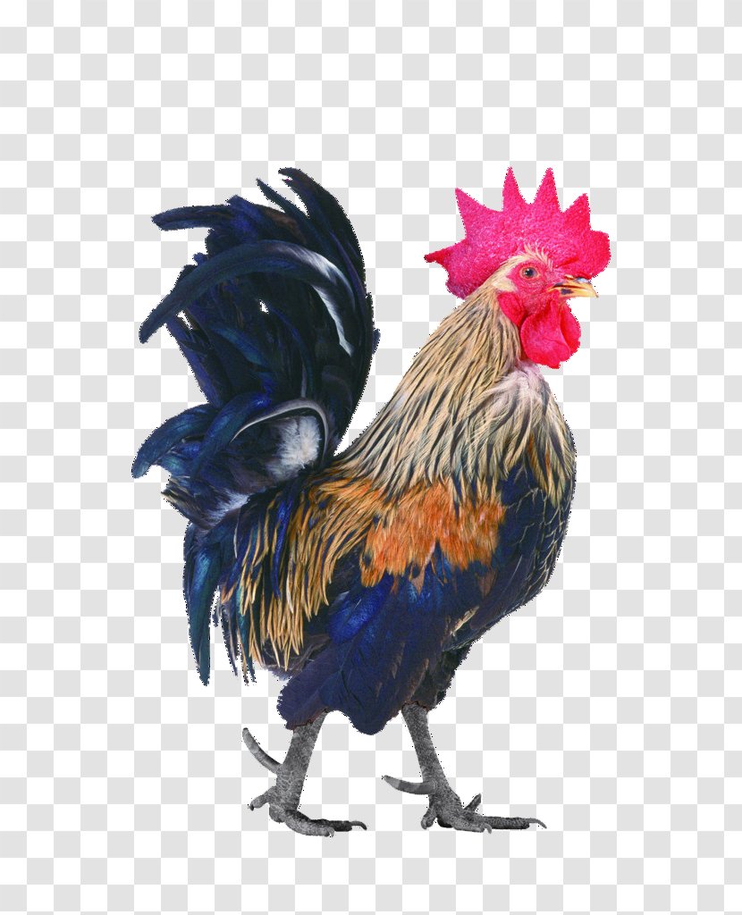 Chicken Rooster - Cock Transparent PNG