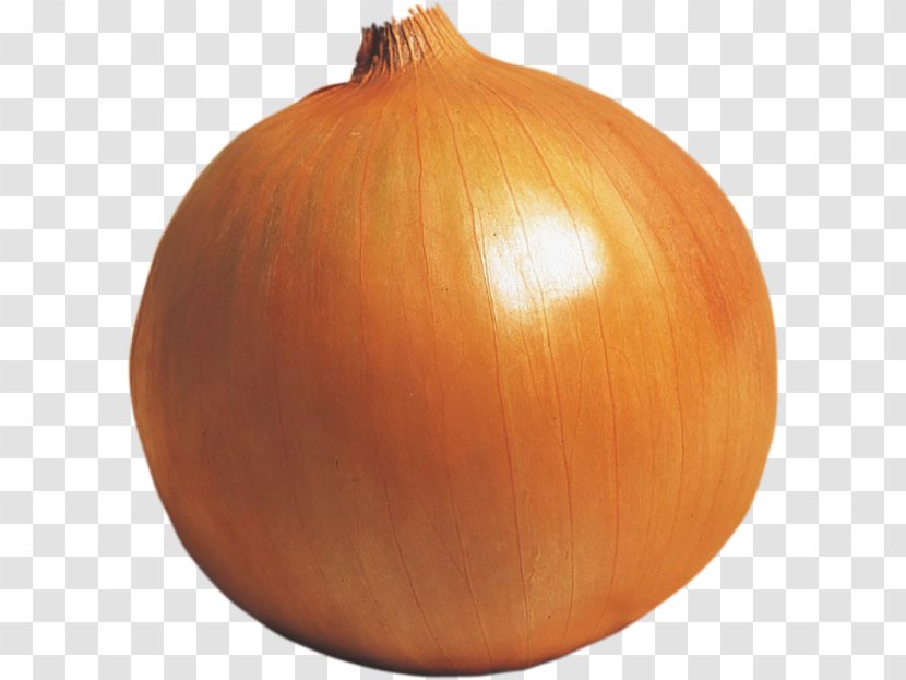 Yellow Onion Calabaza Winter Squash Pumpkin - Ingredient Transparent PNG