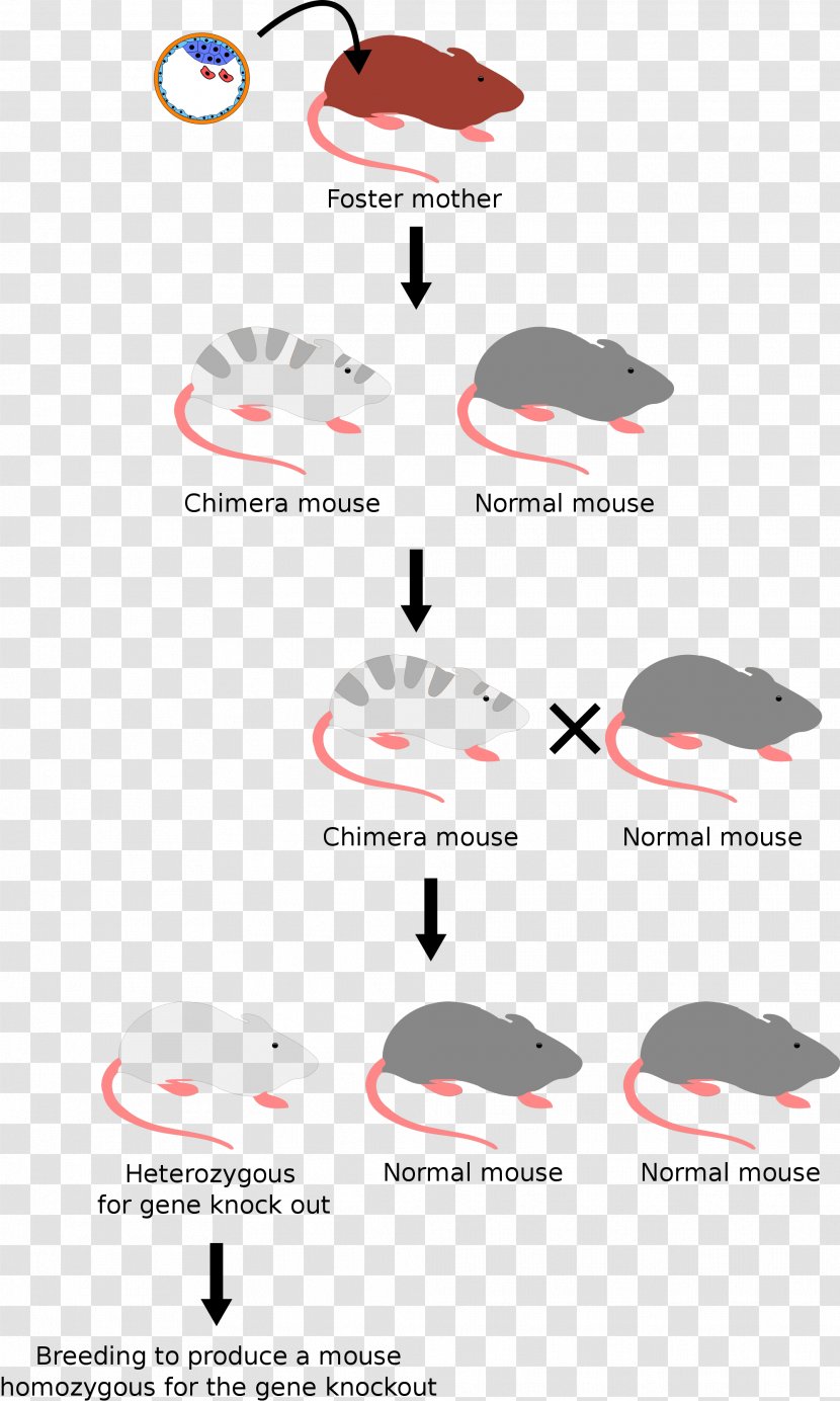 Molecular Cell Biology Knockout Mouse House Gene Genome - Brand Transparent PNG