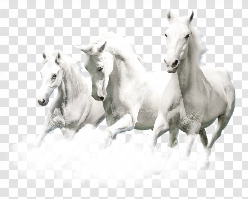 Horse - Pony - Mustang Transparent PNG