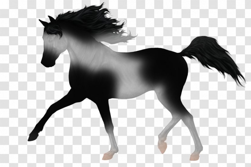 Mustang Stallion Foal Colt Dog Transparent PNG