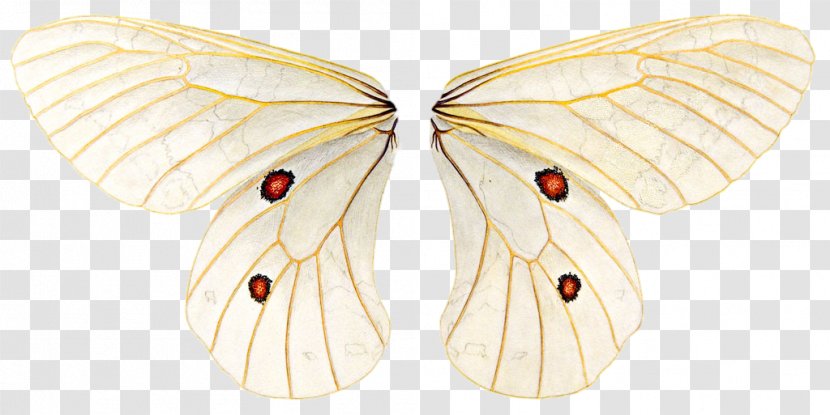 Butterfly - Hyperlink - Drawing Transparent PNG