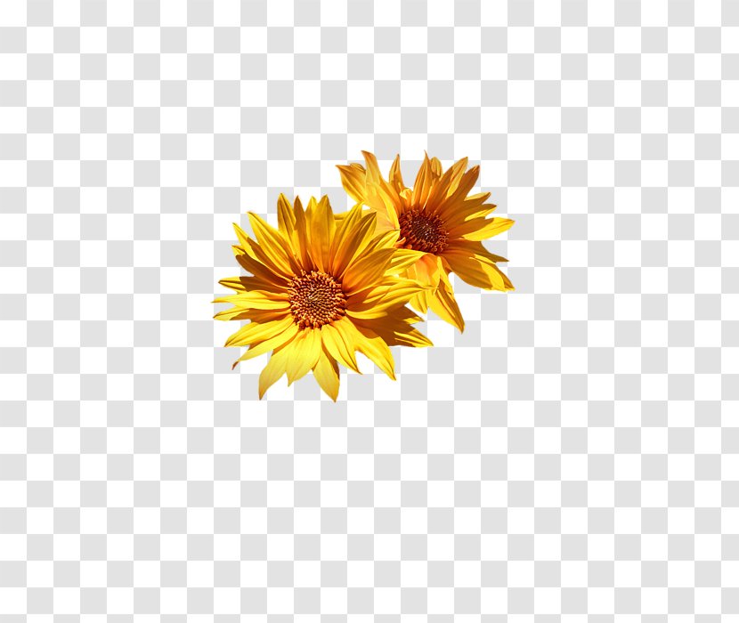 Common Sunflower Chrysanthemum Cut Flowers Medley Printing - Corner Transparent PNG