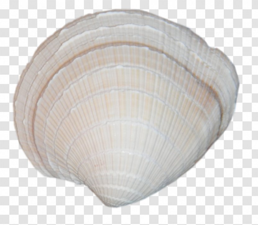 Cockle Clam Seashell Assateague Adventure - Sea Transparent PNG