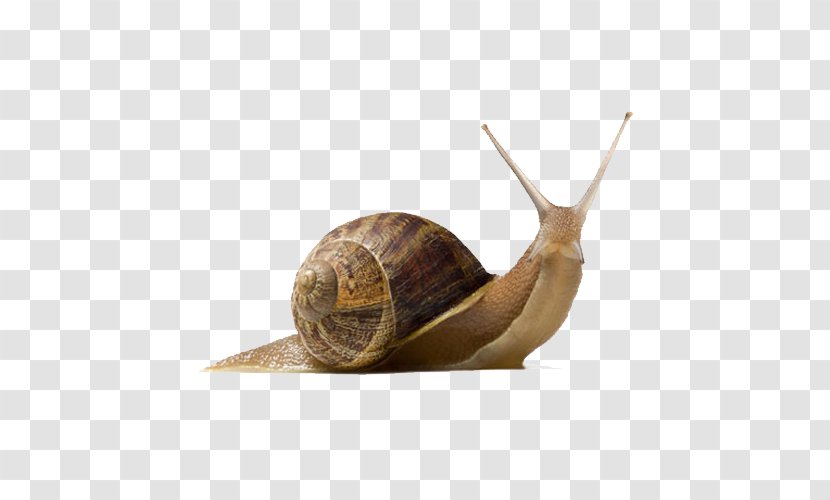 Garden Snail Burgundy - Seashell Transparent PNG