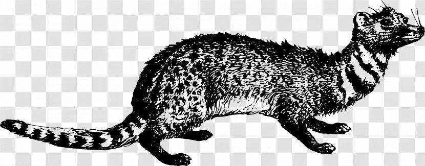 Whiskers Viverrids Cat Raccoon Clip Art - Wildlife Transparent PNG