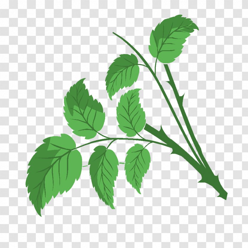 Herbalism Drawing History Technology - Plantes Transparent PNG
