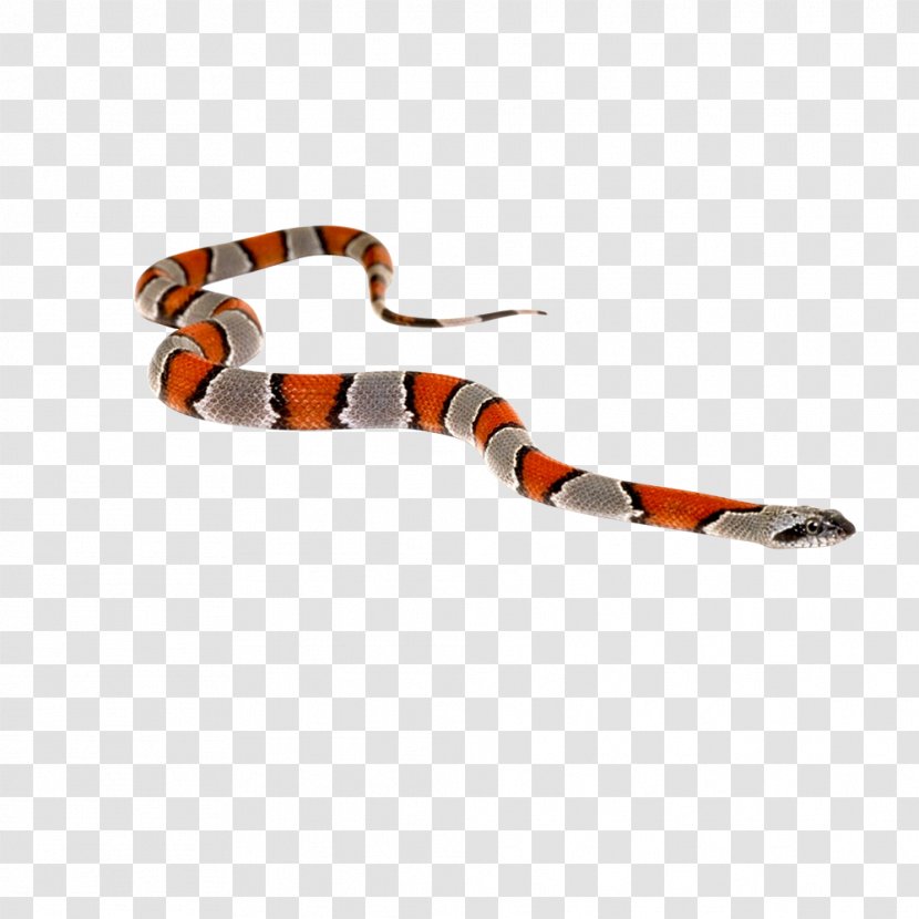 Venomous Snake Reptile Green Anaconda Cobra Transparent PNG