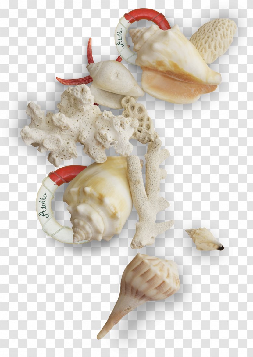 Seashell Mollusc Shell - Conchology - Sea Transparent PNG