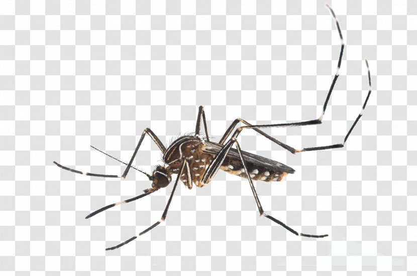 Insect Yellow Fever Mosquito Aedes Albopictus Vector - Pest Transparent PNG
