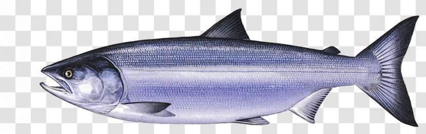 Thunnus Sardine Squaliform Sharks Oily Fish Requiem - Animal Figure - Smoked Salmon Transparent PNG