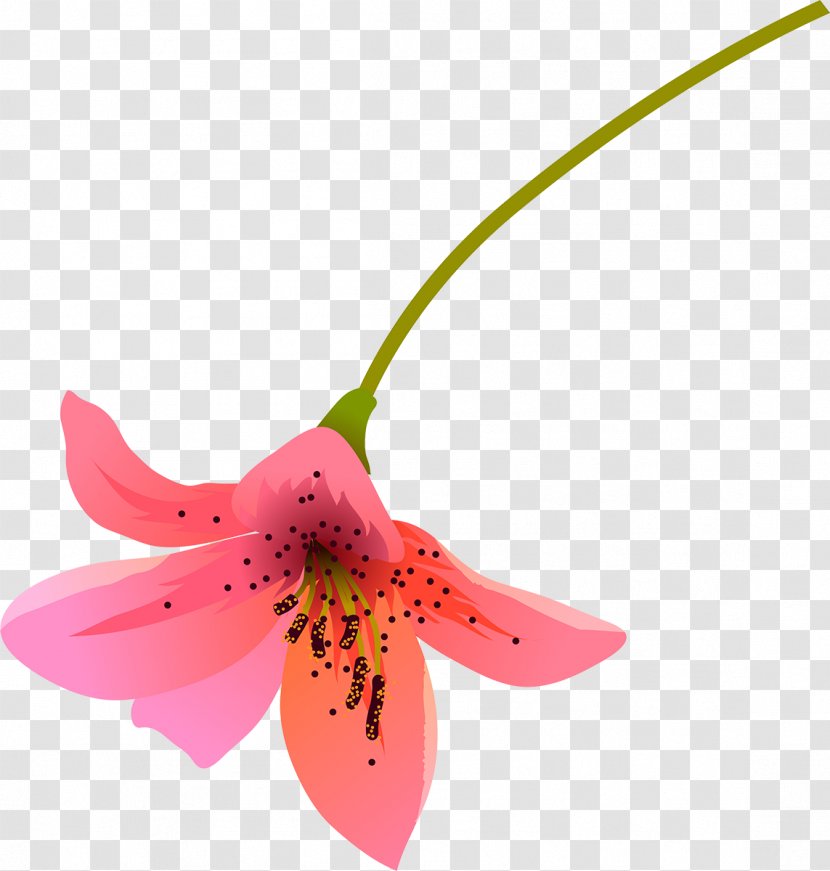 Lilium Flower Petal Color Transparent PNG