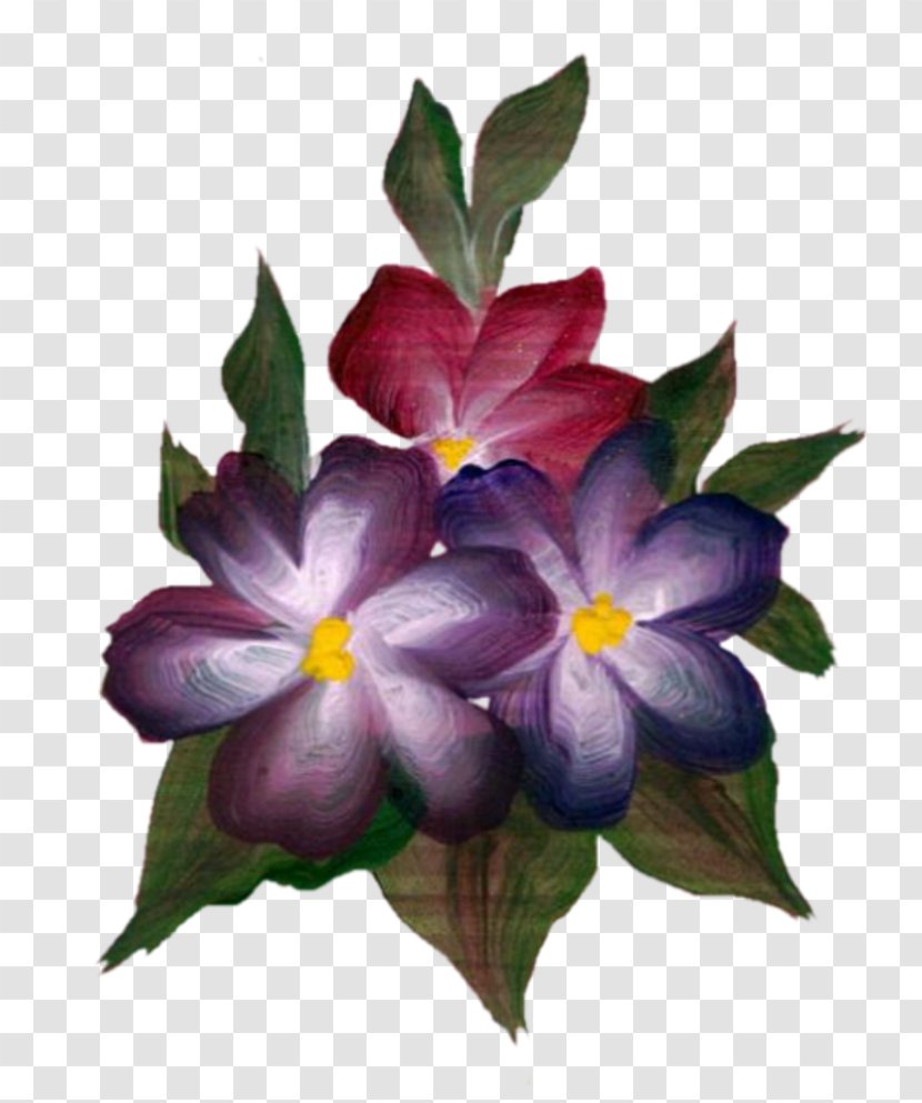 Flowering Plant Herbaceous - Petal - Fleur Transparent PNG