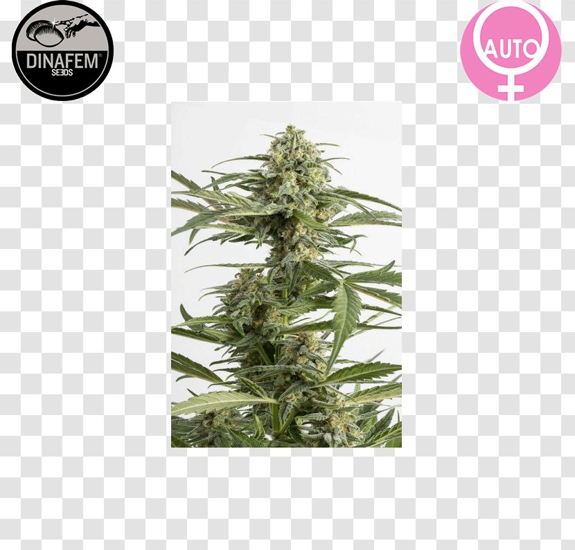 Grow Shop Autoflowering Cannabis Cultivation Kush - Seed Transparent PNG