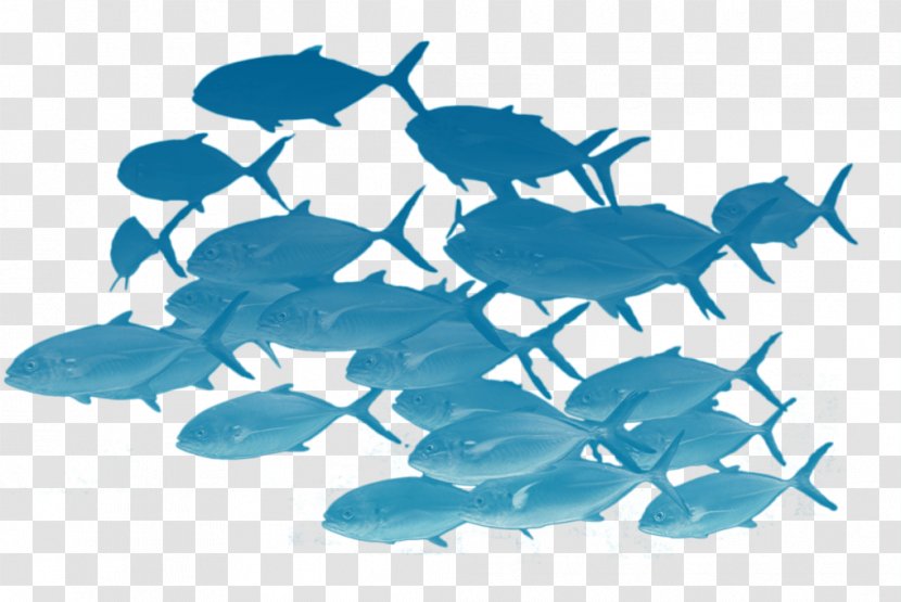 Fishing Shoaling And Schooling Herring - Vector Fish Transparent PNG