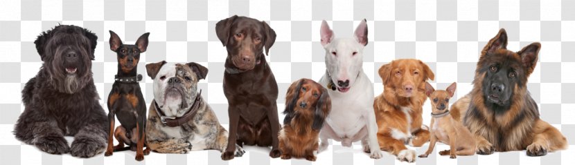 Dog Daycare Pet Sitting Puppy - Breed Transparent PNG