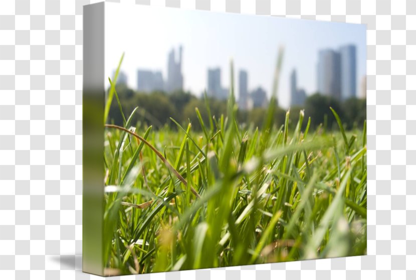 Lawn Wheatgrass Meadow Energy Sky Plc Transparent PNG