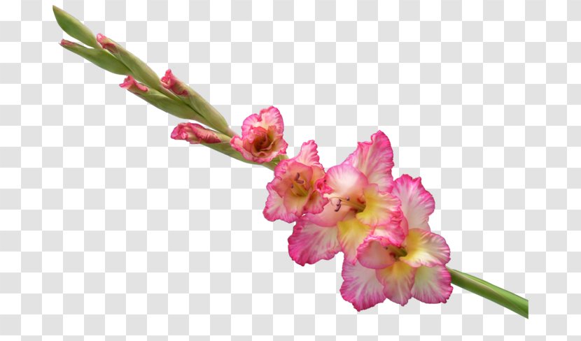 Cut Flowers Abyssinian Gladiolus Flower Bouquet Clip Art - Garden Roses Transparent PNG
