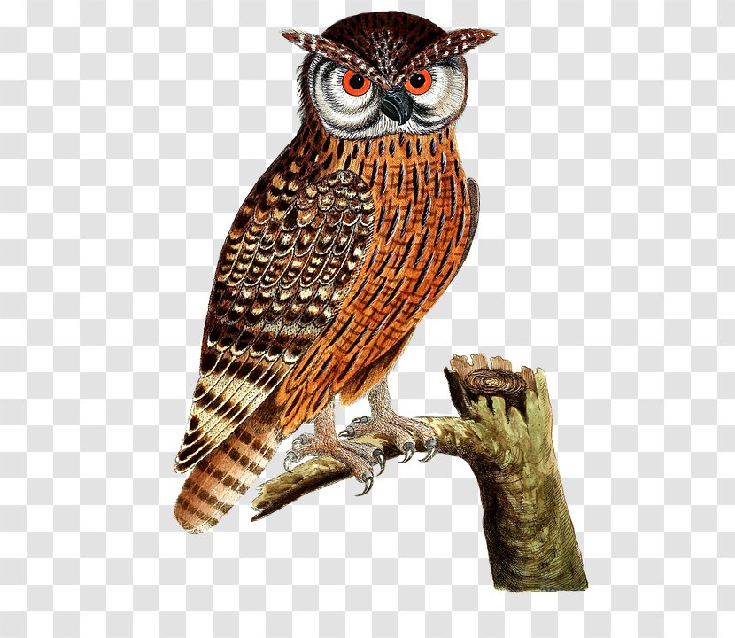 Eurasian Eagle-owl Bird Of Prey Great Horned Owl - Striped - Standing On A Tree Transparent PNG