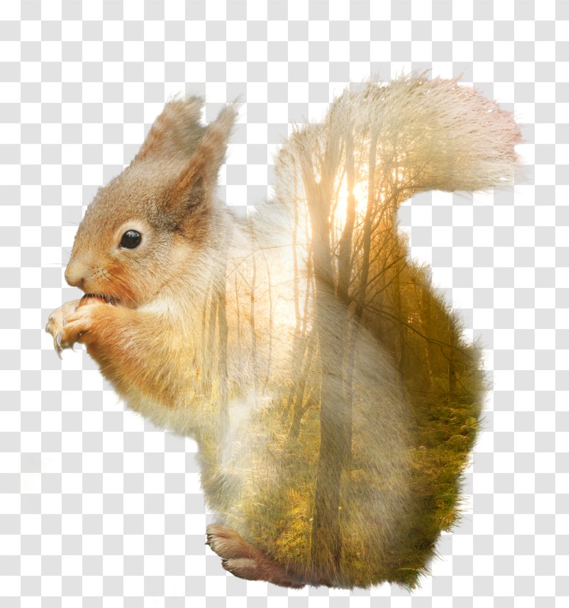 Domestic Rabbit Hare Squirrel Whiskers Fur - Fauna Transparent PNG