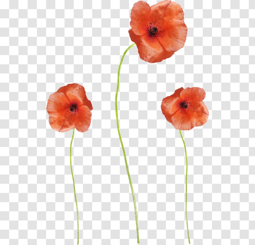 Common Poppy Flower - Plant - Red Flowers Transparent PNG