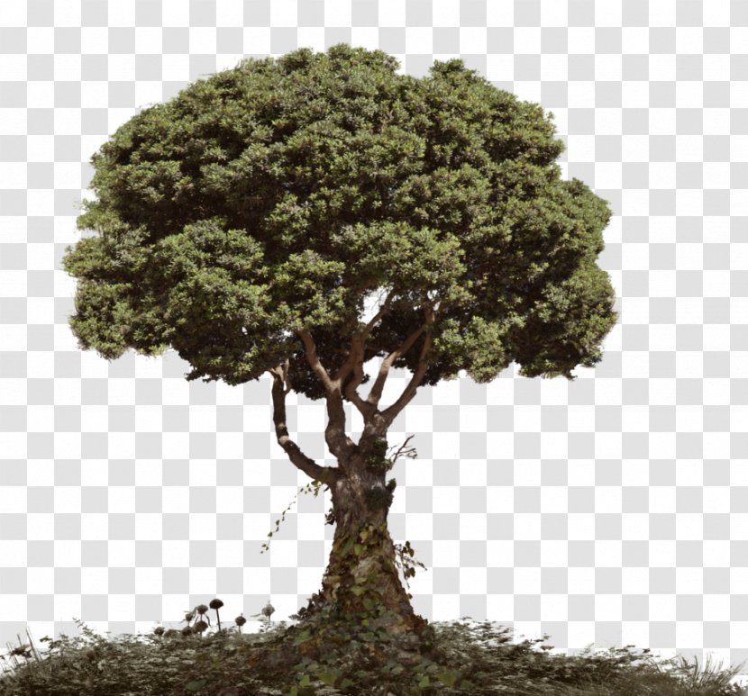 Tree Tutorial Photo Manipulation - Oak Transparent PNG