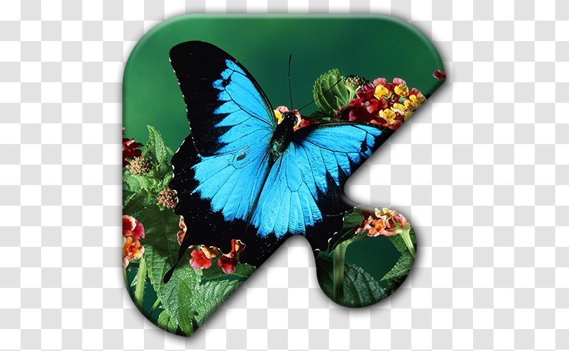 Painting FlowVella Image Digital Art - Monarch Butterfly Transparent PNG