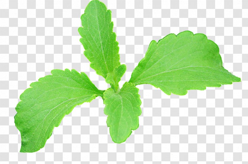 Leaf Stevia Plant Stem Extract Erythritol - Research - Real Transparent PNG