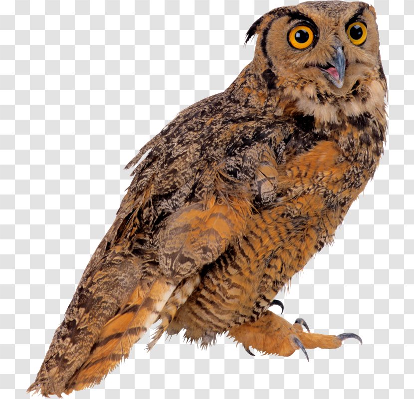 Bird Owl Clip Art - Fauna - Chop Transparent PNG