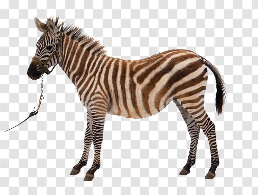 Zebra Silhouette Royalty-free Clip Art - Fauna Of Africa - Cute Transparent PNG