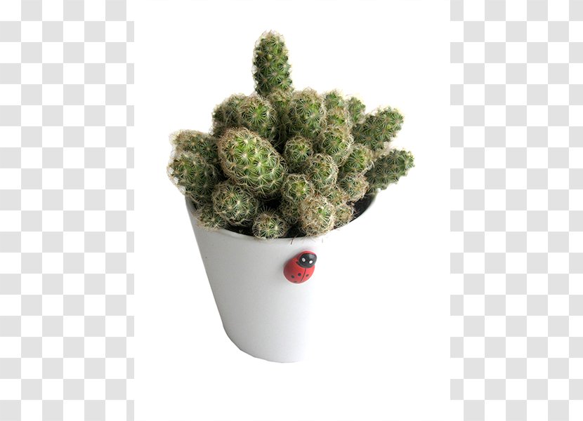 Flowerpot Citroën Cactus M Houseplant - Crassula Rupestris Transparent PNG