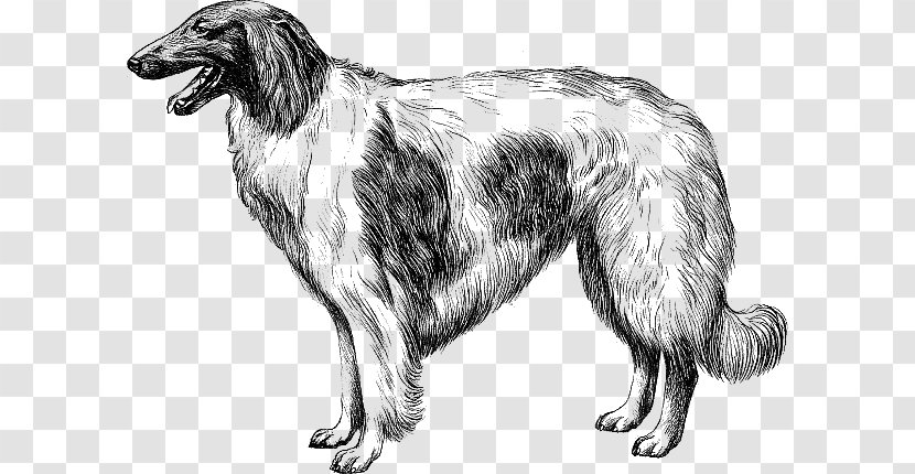 Silken Windhound Borzoi American Staghound Scottish Deerhound Dog Breed - Rare Transparent PNG