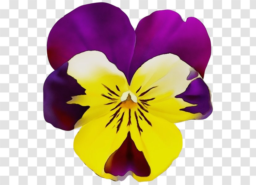 Flowering Plant Flower Wild Pansy Petal Violet - Wet Ink - Family Transparent PNG