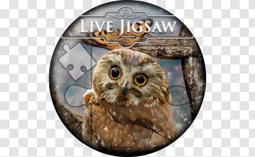 Baby Owls Bird Desktop Wallpaper Northern Saw-whet Owl - Snowy Transparent PNG