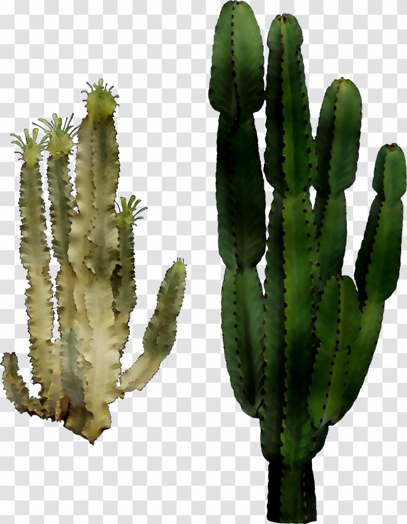 San Pedro Cactus Triangle Echinocereus Plant Stem - Houseplant - Peniocereus Transparent PNG