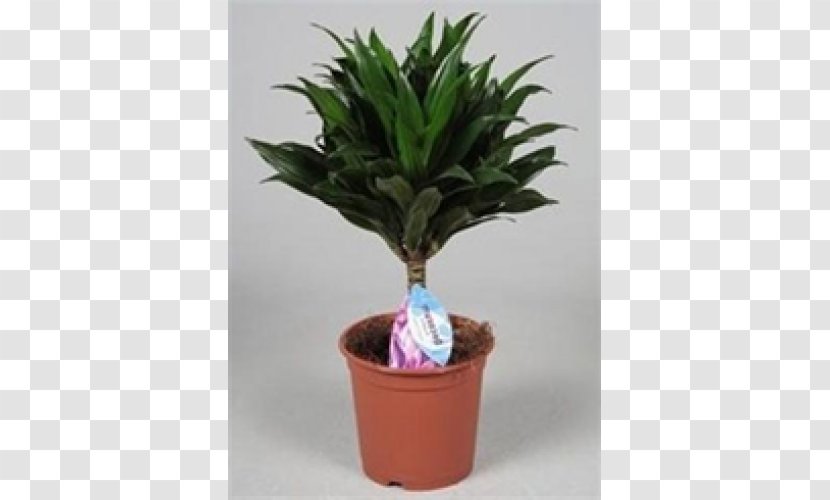 Houseplant Flowerpot Evergreen Tree Herb Transparent PNG